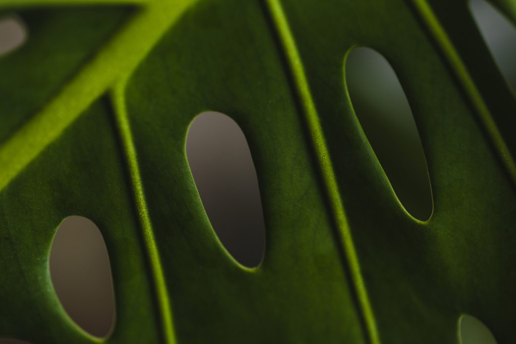 Biophilic Design