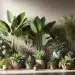 houseplants design trend